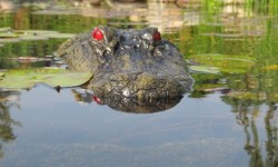 Alligator Head Decoy 1