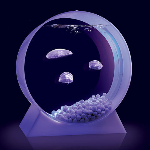 Desktop Jellyfish Tank 4