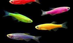 Glofish 1