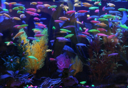 Glofish 2