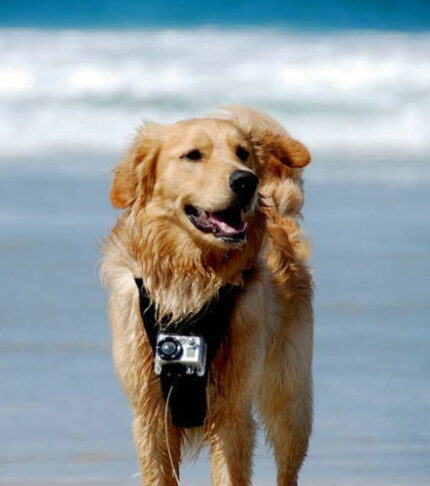 Kurgo Dog Harness With Camera Mount 1