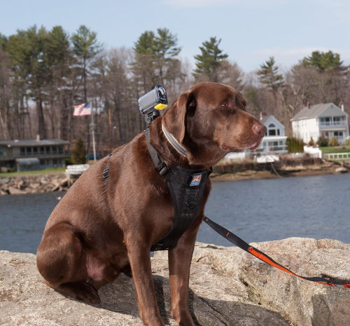 Kurgo Dog Harness With Camera Mount 3