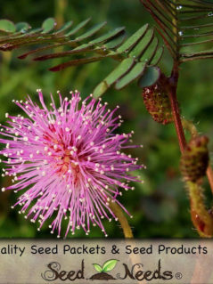 Mimosa - Sensitive Plant Seeds 1
