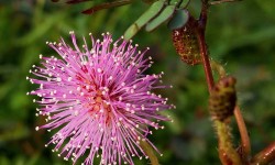 Mimosa - Sensitive Plant Seeds 1