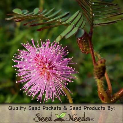 Mimosa - Sensitive Plant Seeds 1