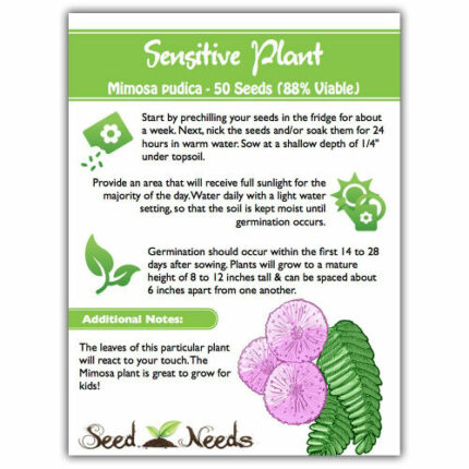 Mimosa - Sensitive Plant Seeds 2