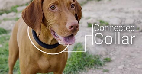 The First All-In-One Smart Dog Collar 1
